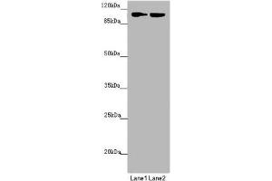 Western blot All lanes: HK3 antibody at 1. (HK3 antibody  (AA 1-270))