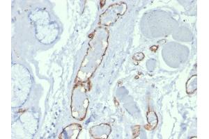 Immunohistochemistry (IHC) image for anti-Platelet/endothelial Cell Adhesion Molecule (PECAM1) (AA 625-738) antibody (ABIN6940277)