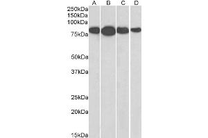 ABIN185665 (0. (Radixin antibody  (Internal Region))