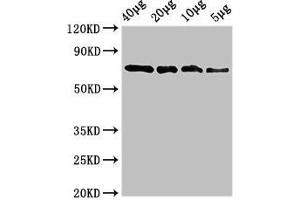 Western Blot Positive WB detected in: Recombinant protein 40 μg, 20 μg, 10 μg, 5 μg All lanes: sox10 antibody at 3. (SOX1 antibody  (AA 1-485))