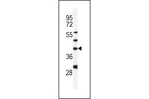 Western blot analysis of DGT1 Antibody (Center) (ABIN653925 and ABIN2843159) in MDA-M cell line lysates (35 μg/lane). (DPAGT1 antibody  (AA 286-315))