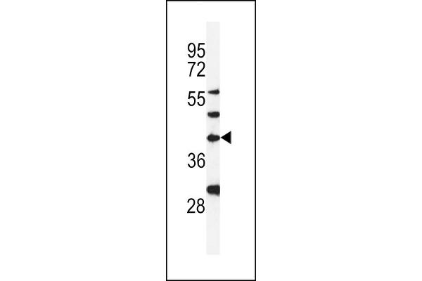 DPAGT1 antibody  (AA 286-315)
