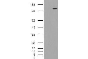 HEK293 overexpressing Man2A1 (ABIN5338085) and probed with ABIN238628 (mock transfection in first lane). (alpha-Mannosidase II antibody  (Internal Region))