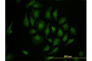 Immunofluorescence (IF) image for anti-T-Box 3 (TBX3) (AA 311-410) antibody (ABIN563109)