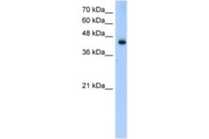 Western Blotting (WB) image for anti-Acyl-CoA Dehydrogenase, Long Chain (ACADL) antibody (ABIN2460826) (ACADL antibody)