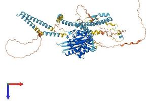 KIF3C Protein (AA 1-793) (His tag)