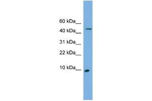 WB Suggested Anti-ENSA Antibody Titration: 0. (Ensa antibody  (N-Term))