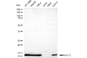 anti-Dynein, Light Chain, Tctex-Type 1 (DYNLT1) antibody
