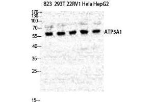 Western Blot (WB) analysis of specific cells using ATP5A Polyclonal Antibody. (ATP5G1 antibody  (Internal Region))