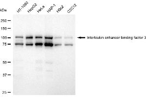 anti-Interleukin enhancer-binding factor 3 (ILF3) antibody
