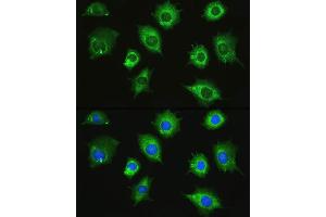 Immunofluorescence analysis of L929 cells using ZAK Rabbit pAb (ABIN7268664) at dilution of 1:100. (ZAK antibody  (AA 100-312))