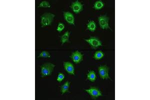 Immunofluorescence analysis of L929 cells using ZAK Rabbit pAb (ABIN7268664) at dilution of 1:100. (ZAK antibody  (AA 100-312))
