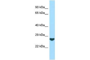 WB Suggested Anti-FGF16 Antibody Titration: 1.