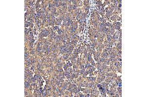 IHC analysis of SH2D4A using anti-SH2D4A antibody (ABIN7601695). (SH2D4A antibody  (AA 42-454))