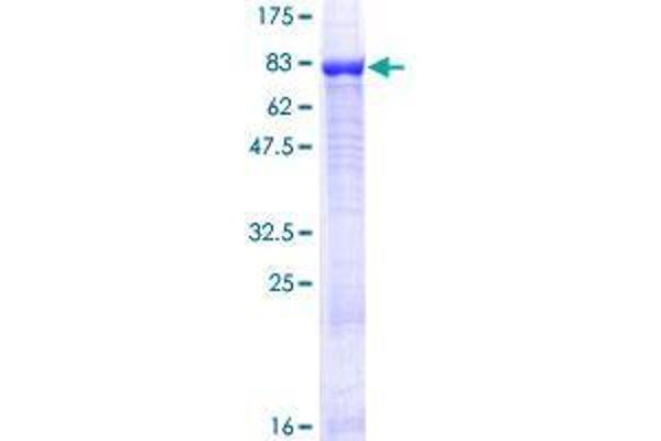 ZNF426 Protein (AA 1-554) (GST tag)