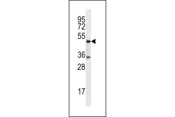 DSN1 antibody  (C-Term)