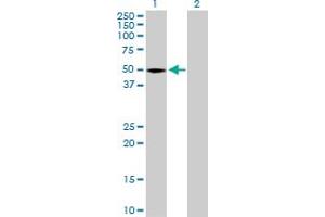 Western Blot analysis of STAC expression in transfected 293T cell line by STAC MaxPab polyclonal antibody. (STAC antibody  (AA 1-402))