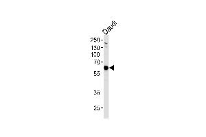 USP22 Antibody (C-term) (ABIN1882289 and ABIN2843494) western blot analysis in Daudi cell line lysates (35 μg/lane). (USP22 antibody)