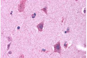 Anti-GPRC5B antibody  ABIN1048911 IHC staining of human brain.