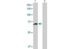 Western Blot analysis of ACOX1 expression in transfected 293T cell line by ACOX1 MaxPab polyclonal antibody. (ACOX1 antibody  (AA 1-660))