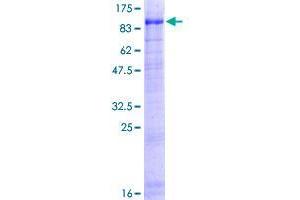 USP44 Protein (AA 1-712) (GST tag)