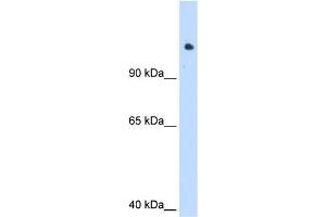 WB Suggested Anti-SMARCAL1 Antibody Titration:  1. (SMARCAL1 antibody  (C-Term))