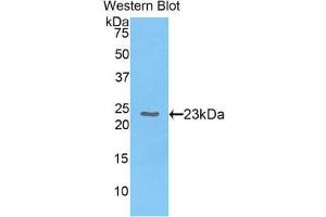 Western Blotting (WB) image for anti-Chromobox Homolog 3 (CBX3) (AA 1-183) antibody (ABIN1858274) (CBX3 antibody  (AA 1-183))