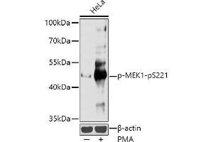 Western blot analysis of extracts of HeLa cells, using Phospho-MEK1-pS221 antibody (ABIN3023591, ABIN3023592, ABIN3023593 and ABIN6225431) at 1:1000 dilution. (MEK1 antibody  (pSer221))