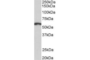 ABIN5539569 (2µg/ml) staining of Mouse Brain lysate (35µg protein in RIPA buffer). (Paired Box 3 antibody  (Internal Region))