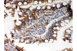 Anti-Peroxiredoxin 5 Picoband antibody, (ABIN3043906), IHC(P)IHC(P): Rat Intestine Tissue