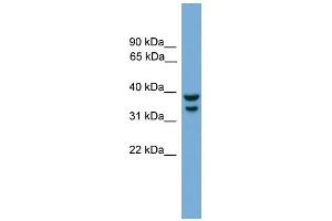 WB Suggested Anti-Irf1 Antibody Titration:  0. (IRF1 antibody  (C-Term))