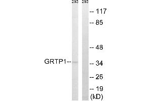 Western blot analysis of extracts from 293 cells, using GRTP1 antibody.