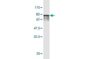 Western Blot detection against Immunogen (75. (ENPP5 antibody  (AA 24-477))