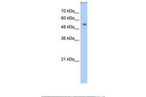 Image no. 1 for anti-Dihydropyrimidinase (DPYS) (AA 301-350) antibody (ABIN320644) (DPYS antibody  (AA 301-350))