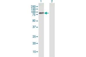 Western Blot analysis of PLCD4 expression in transfected 293T cell line by PLCD4 monoclonal antibody (M01), clone 4D4. (PLCD4 antibody  (AA 18-127))