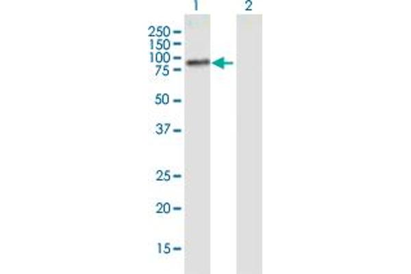 PLCD4 antibody  (AA 18-127)