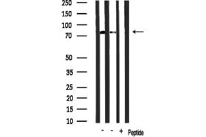 Western blot analysis of lysates from various samples, using RBAK Antibody.