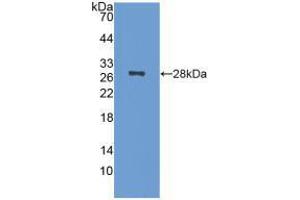 Western blot analysis of recombinant Mouse NCL. (Nucleolin antibody  (AA 353-568))