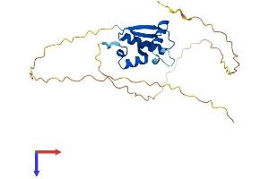 AlphaFold protein structure predicition of Human Recombinant SH3BGR Protein, UniprotID P55822 (SH3BGR Protein (AA 1-239) (His tag))