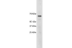 Blots of crude HeLa cell homogenate blotted with ABIN1842245. (TATA Box-Binding Protein Associated Factor 2N-TAF15 antibody)