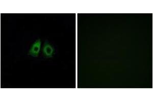 Immunofluorescence analysis of A549 cells, using OR13C3 Antibody. (OR13C3 antibody  (AA 201-250))