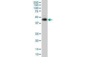 TNFRSF10A monoclonal antibody (M01), clone 2E8 Western Blot analysis of TNFRSF10A expression in K-562 . (TNFRSF10A antibody  (AA 105-204))