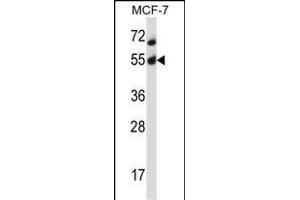 Mouse Akt2 Antibody (N-term) (ABIN657827 and ABIN2846794) western blot analysis in MCF-7 cell line lysates (35 μg/lane). (AKT2 antibody  (N-Term))
