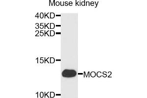 Western blot analysis of extracts of mouse kidney, using MOCS2 antibody (ABIN4904403) at 1:1000 dilution. (MOCS2 antibody)