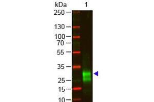 Western Blot of Goat anti-F(ab')2 Rabbit IgG F(ab')2 Antibody Pre-Adsorbed Lane 1: Rabbit IgG F(ab')2 Load: 100 ng per lane Primary antibody: F(ab')2 Rabbit IgG F(ab')2 Antibody Pre-Adsorbed at 1:1000 o/n at 4°C Secondary antibody: 800 Donkey anti-goat at 1:20,000 for 30 min at RT Block: ABIN925618 for 30 min at RT Predicted/Observed size: 28 kDa, 28 kDa Other band(s): antigen breakdown (Goat anti-Rabbit IgG (F(ab')2 Region) Antibody - Preadsorbed)