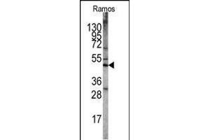 Western blot analysis of STK11 Antibody (N-term V34) (ABIN391352 and ABIN2841373) in Ramos cell line lysates. (LKB1 antibody  (N-Term))