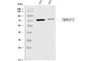 anti-Transmembrane 9 Superfamily Member 3 (TM9SF3) (AA 31-465) antibody