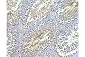 Rat testis tissue was stained by Rabbit Anti-INSL-7 / Relaxin-3, B Chain (Human) (Relaxin 3 antibody  (Chain B))