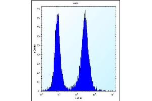 PHF5A Antibody (C-term) (ABIN657423 and ABIN2846460) flow cytometric analysis of Hela cells (right histogram) compared to a negative control cell (left histogram). (PHF5A antibody  (C-Term))
