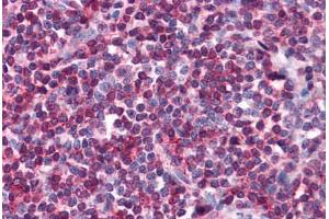 Human Tonsil: Formalin-Fixed, Paraffin-Embedded (FFPE) (SELPLG antibody)